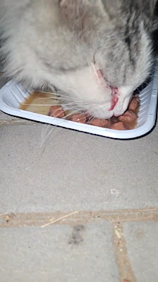 Alhamra Pet Care Clinic thumb 5